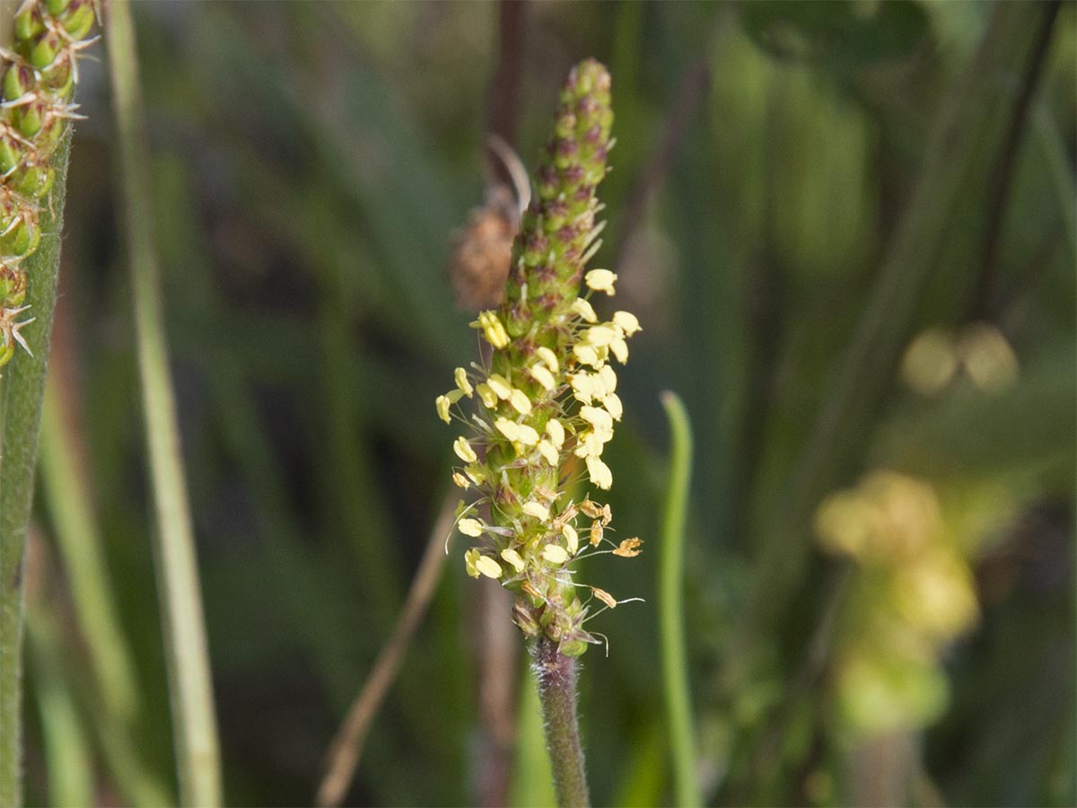 Plantago maritima agg.